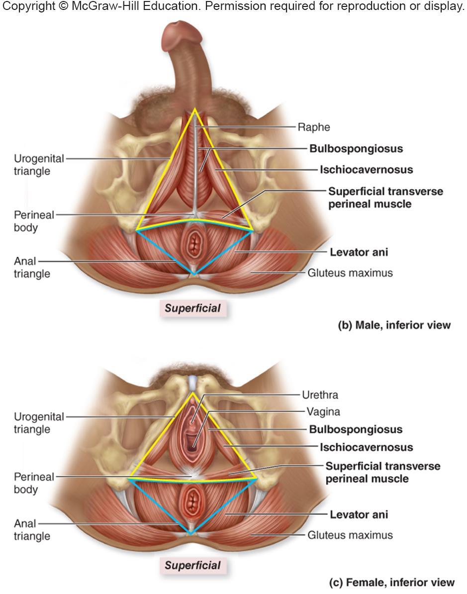 Perineum Muscles of the Pelvic Floor Diamond-shaped region between lower appendages Bounded by pubic symphysis, coccyx, ischial tuberosities Contains two triangles
