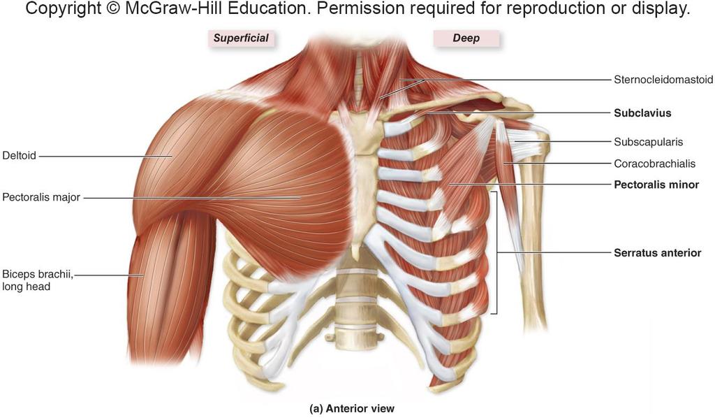 Muscles That Move Pectoral