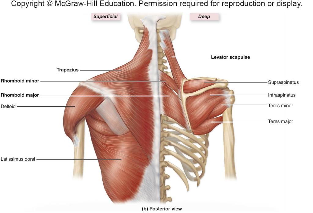 Muscles That Move Pectoral