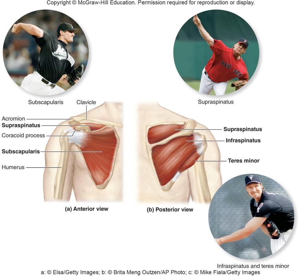 Rotator Cuff Muscles Subscapularis helps in wind up for pitch Supraspinatus helps in