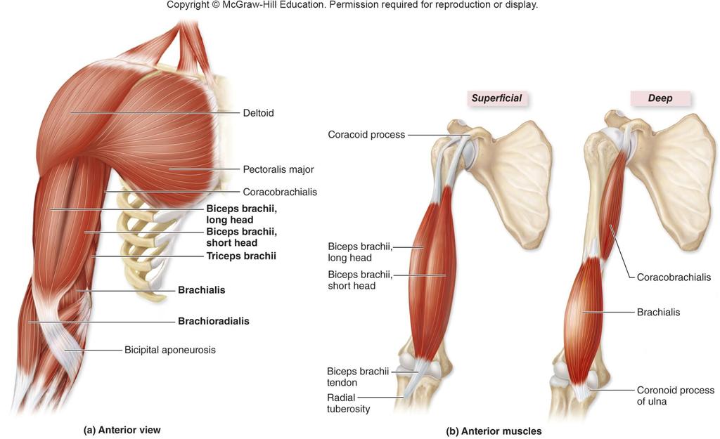 Anterior Muscles with