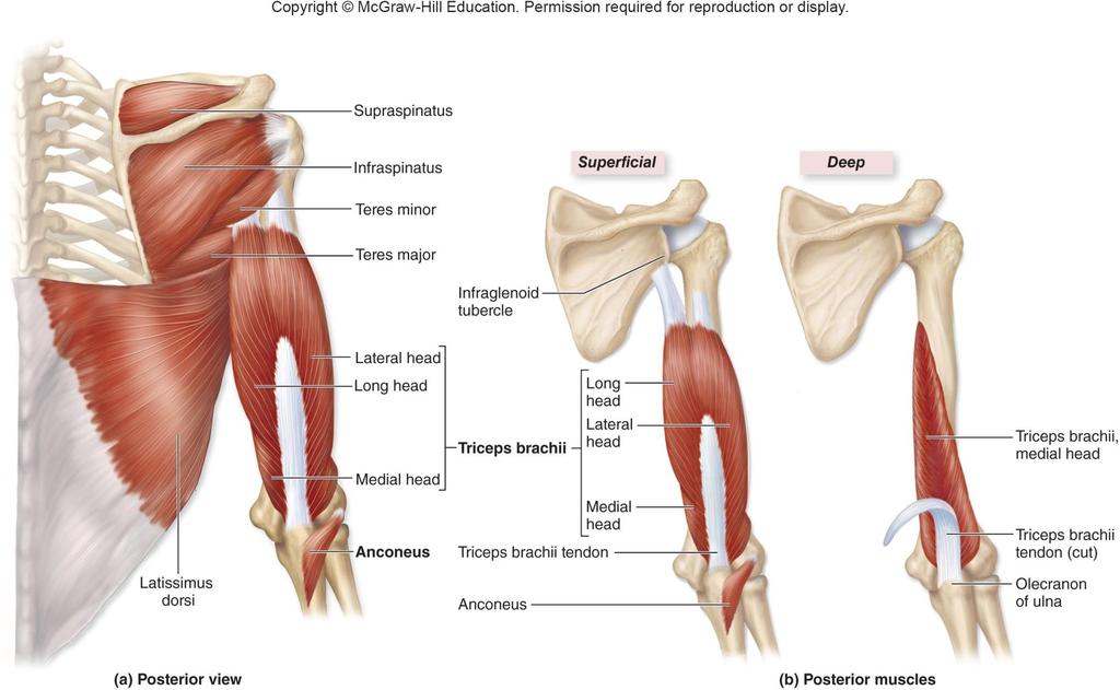 Posterior Muscles with