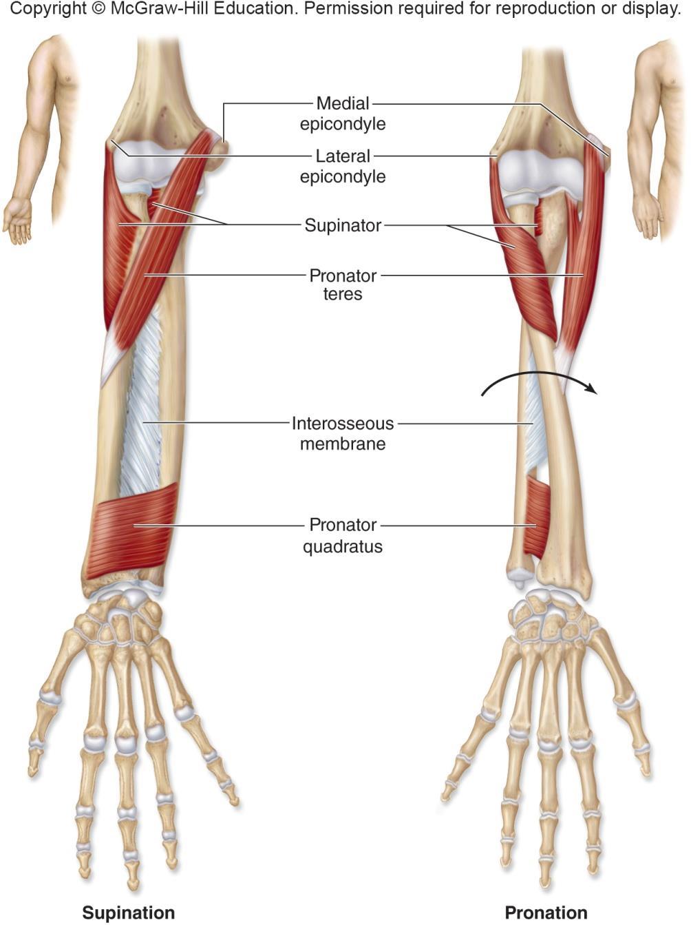 Forearm Muscles That