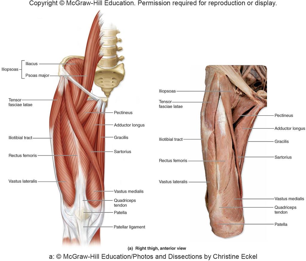 Muscles of Anterior