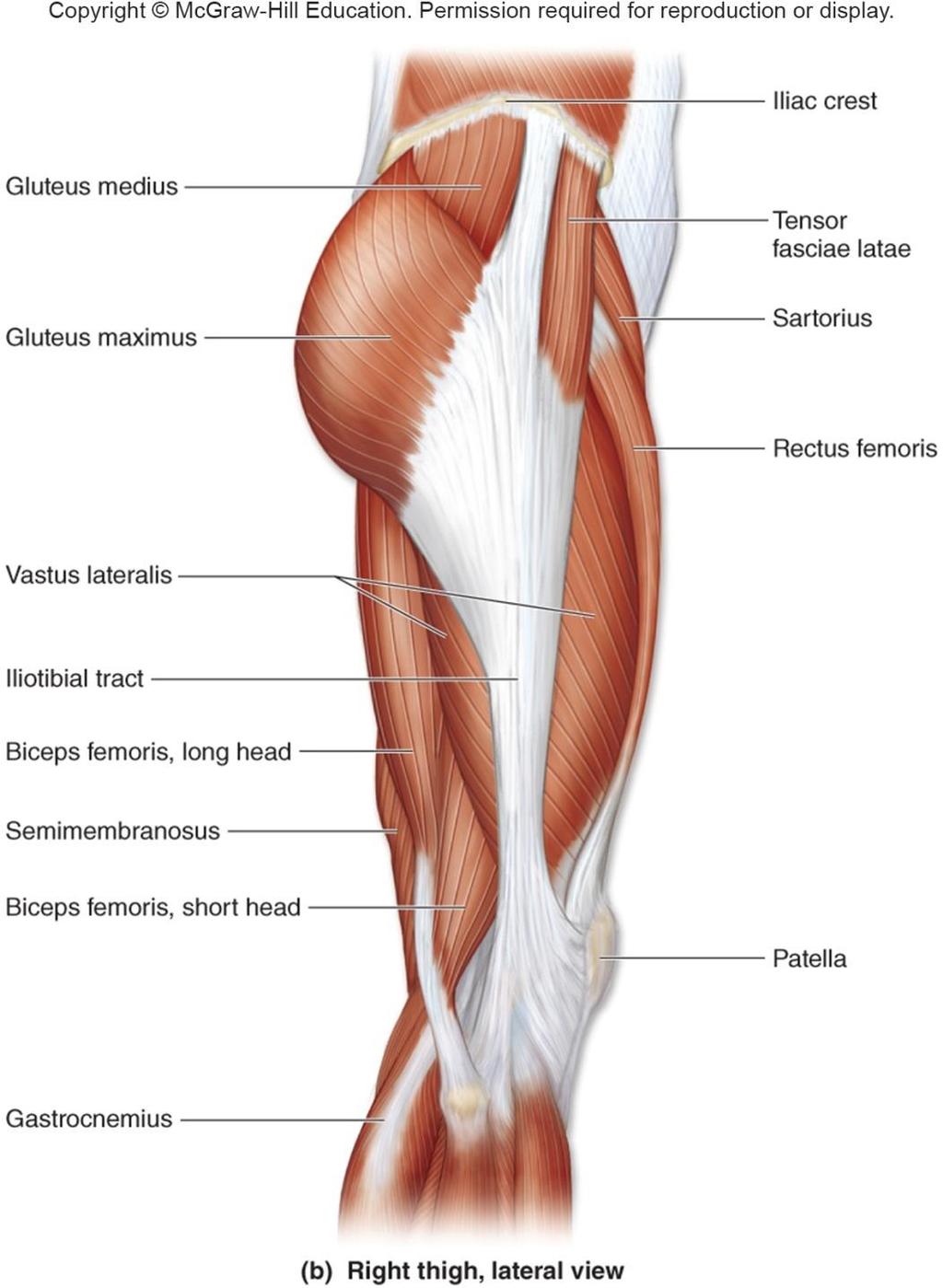 Muscles That Act on the