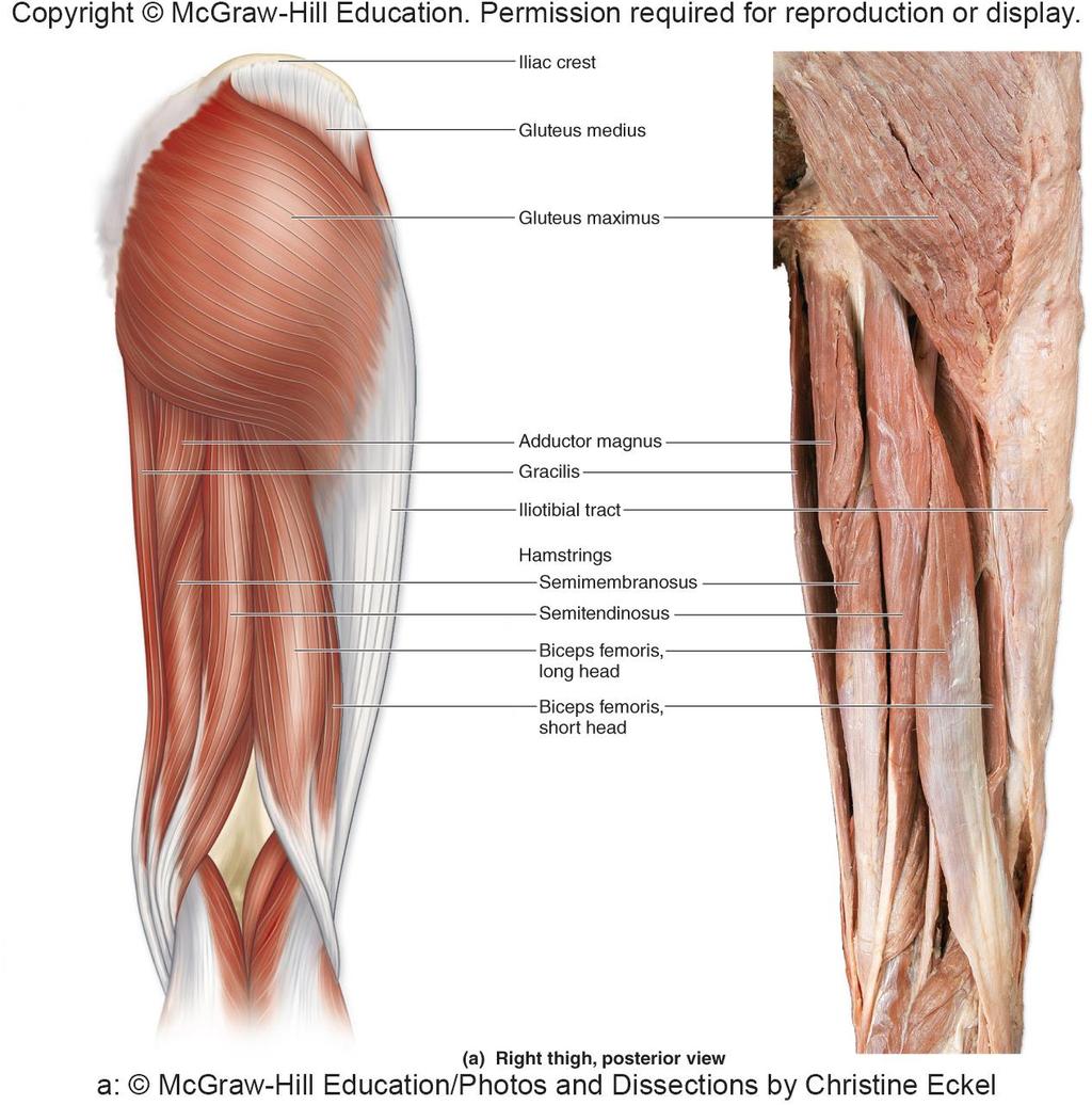 Muscles of Gluteal Region and