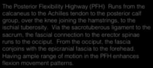 Insight: posterior Flexibility Highway Insight: lateral Flexibility Highway The Posterior Flexibility Highway