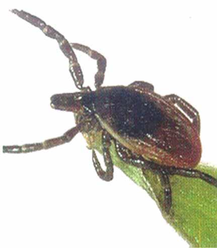 Blacklegged Tick Questing Blacklegged ticks search for a host from the tips of low-growing vegetation,