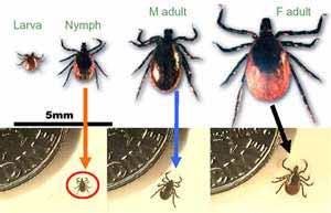 Male/Female Adult Blacklegged Tick Feed and mate on large animals in the fall or early