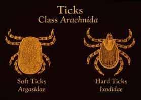 Lyme Disease 1908: recognized in Sweden 1975: first identified in Lyme Connecticut Ticks: Arachnids (class of Arthropods)