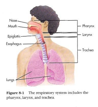 Respiratory System Overview Upper airway tract Begins at the mouth Includes the nose, pharynx and larynx