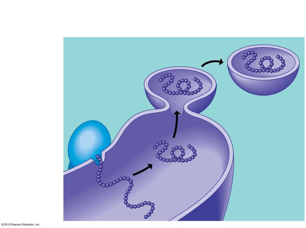 Figure 4.14 Secretory proteins depart. Vesicles bud off from the ER.