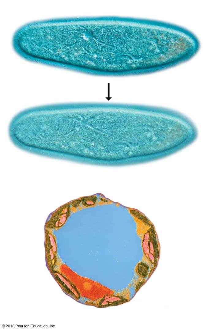 Colorized TEM LM LM A vacuole contracting A vacuole filling with water (a) Contractile vacuole in Paramecium Central vacuole (b) Central vacuole in a plant cell Vacuoles are large