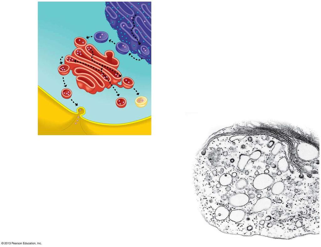 TEM Figure 4.18 Rough ER Golgi apparatus Transport vesicle Plasma membrane Secretory protein Some products are secreted from the cell. Vacuoles store some cell products.