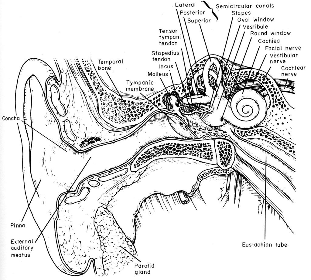 Hearing The nervous system s cognitive response to sound stimuli is known as psychoacoustics: it is partly acoustics and partly psychology.