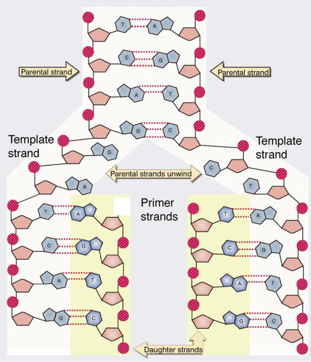 DNA is a double helix Critical (if somewhat obvious) thing to remember for both replication and repair: Symmetry (base