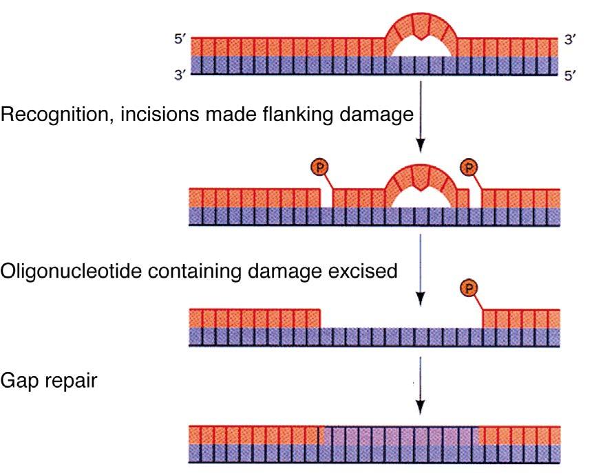 Nucleotide excision repair (NER) Recognizes distortion in DNA (more