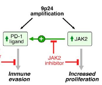 Regulation of PD-1 Ligands in Hodgkin Lymphoma -with a limited number of cases, 9p24 amplification appears to results in a trend towards worse outcome in
