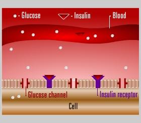 Insulin resistance is when the normal amount of insulin secreted by the pancreas is not able to unlock the cell doors for glucose.