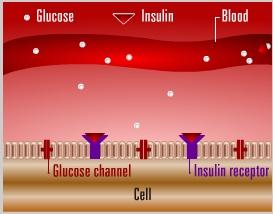 Unit: 2 Diabetes What goes wrong? Insulin acts as the key to open the cell doors for glucose. Let us compare this with normal entry of glucose with insulin.