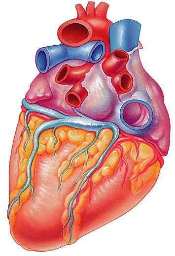 A. Coverings: heart enclosed in double walled sac called the pericardium