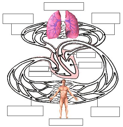 Practice Exercises for the Cardiovascular System On the diagram below, color the