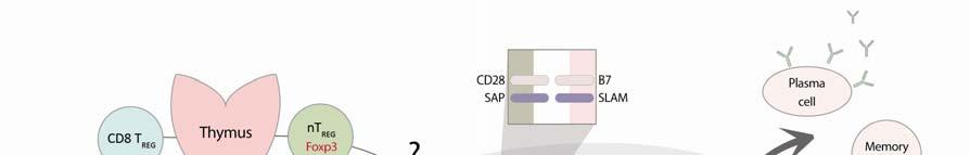 Antibodies 2013, 2 557 Figure 1. Schematic view of germinal center reactions. (a) Naïve CD4 + T cells interact with antigen-presenting dendritic cells (DCs) in the T cell zones.