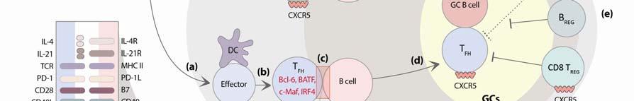 (e) The interaction of T FH and B cells leads to the generation of memory B cells and long-lived antibodyproducing plasma cells.