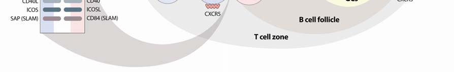 Interactions of CD28:CD86, CD40L:CD40, PD-1:PD-1L, SLAM:SAP and ICOS: ICOSL between T FH and B cells are required for GC formation.