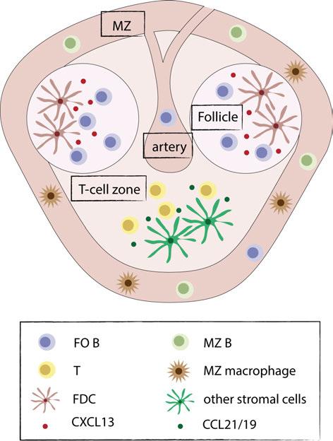 The MZ area is a unique microenvironment in which blood is released from arterioles, and the adaptive immune responses against blood-borne antigens are initiated.