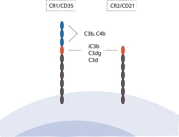 receptor for B cell activation (reviewed in references 85,86 ). Human CR1/2 are encoded by two distinct genes.