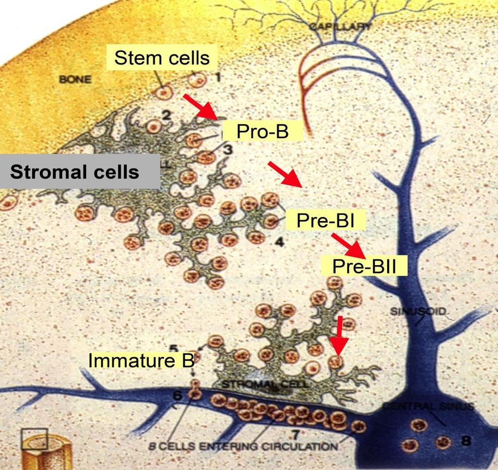 cell development depends on stromal cell interactions Cellular niches cell engagement Pre-CR checkpoint CR checkpoint Pre-CR CR 1990 Stem cell Pro- Pre-I Large pre-ii Small pre-ii immat.
