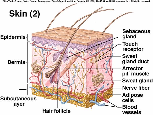 Skin and Its Tissues A.