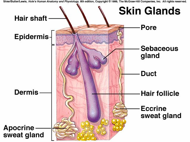 temperature (heat), found in forehead, neck, feet, & palms; sweat is carried to skin surface by ducts & pores, glands become less active in elderly people; apocrine glands are sweat glands that