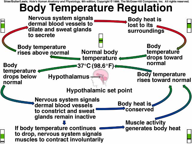 C. Heat Production and Loss *skeletal muscle, & cells of glands (liver) are most active cells & produce most heat *nerves stimulate body to release heat; when body temperature rises above normal,
