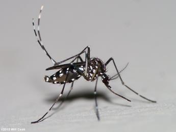 Culex West Nile Virus Aedes