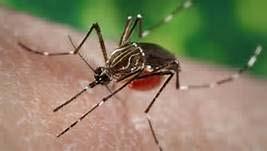 Zika Virus Single stranded RNA virus G: Flavivirus,
