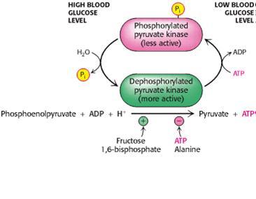 mitochondrial enzyme pyruvate dehydrogenase, wherein calcium stimulates phosphate removal).