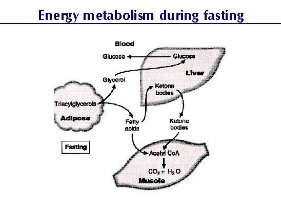 The liver responds by increasing glycogen breakdown and by increasing glucose release.