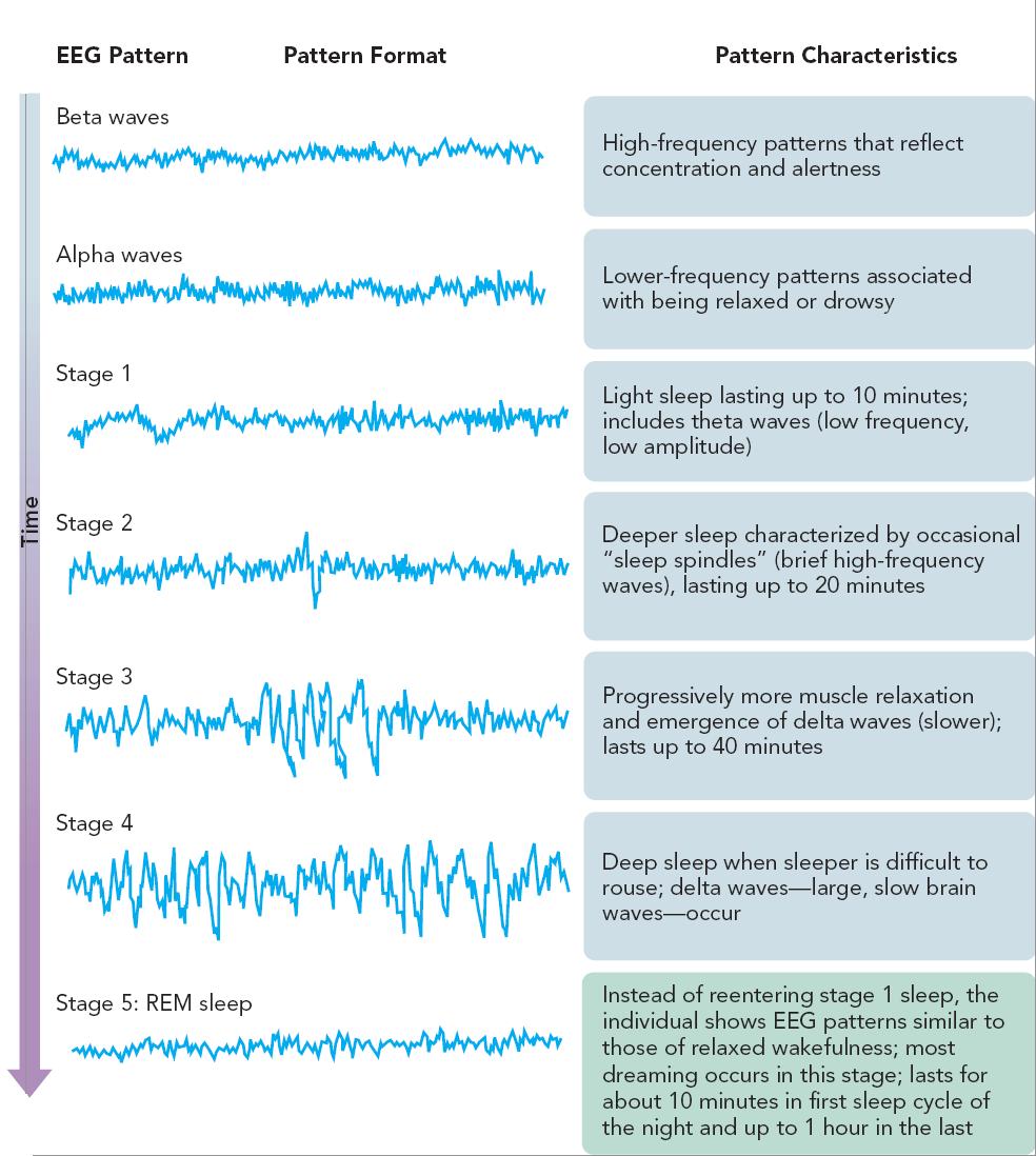 Wakefulness Stages Beta waves Reflect concentration and awareness Highest in frequency, lowest in amplitude More