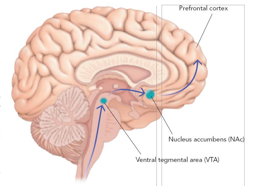 Addiction Physical or psychological dependence, or both Psychoactive drugs increase dopamine levels in brain s reward pathways Ventral Tegmental Area (VTA) Nucleus accumbens Activation of limbic and
