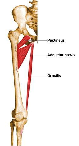tendon Flexion of the knee, plantar flexion, Lippert, 293 Your subtopic goes here Sartorius ASIS Innervation Femoral n.