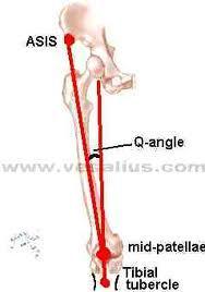 due to wider pelvis Lippert, p285 Joint Movement Tibiofemoral Joint: Osteokinematics: flexion, extension