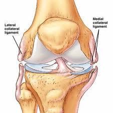 Round, cordlike ligament attaching from lateral femoral condyle to