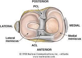 Supporting Structures Posterior Capsule: Prevents hyperextension of the knee Mansfield, p282 Supporting Structures Lippert,