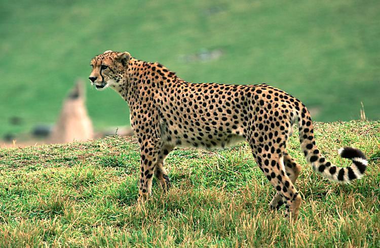Genetic Drift Examples Cheetah Cheetahs, which are so closely related to