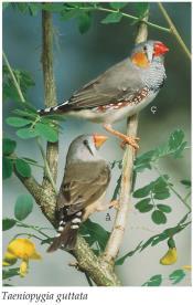 male African longtailed widowbirds had