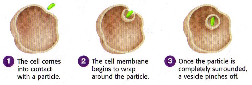 MOVEMENT OF LARGE PARTICLES 2) Endocytosis cell membrane folds around a substance bringing it into the cell.
