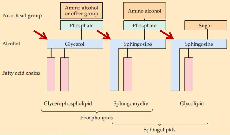 **Phospholipids: -Simplest type >(Phosphatidic acid- most abundant) /has Glycerol + F.A + phosphate *instead of phosphate we can put another groups yields to another types.
