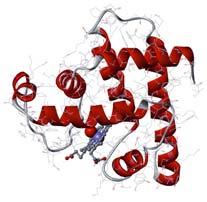 Proteins. Proteins are a biopolymer formed when peptides bonds are created between amino acids.